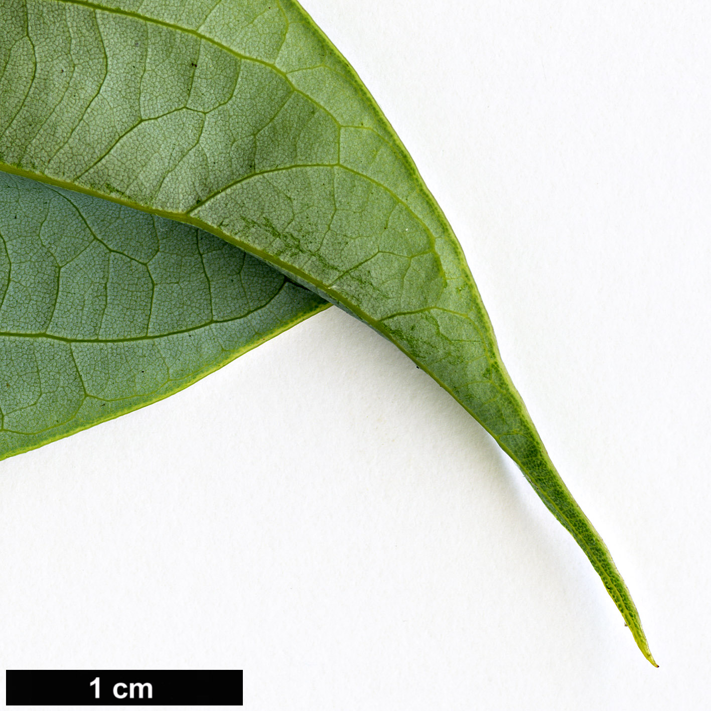 High resolution image: Family: Lauraceae - Genus: Neolitsea - Taxon: pulchella